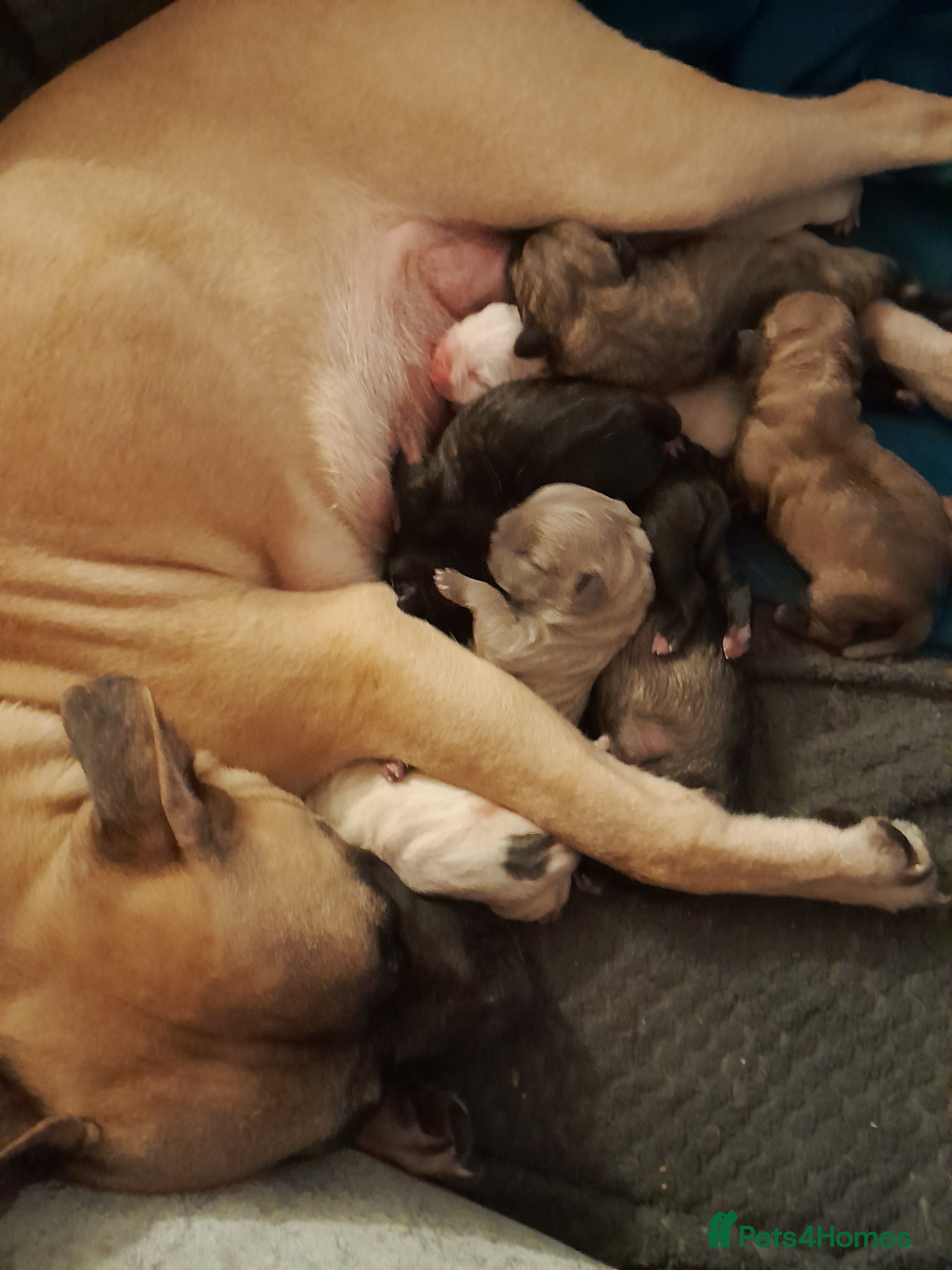 Mixed Breed dogs Mixed breed - Advert 5