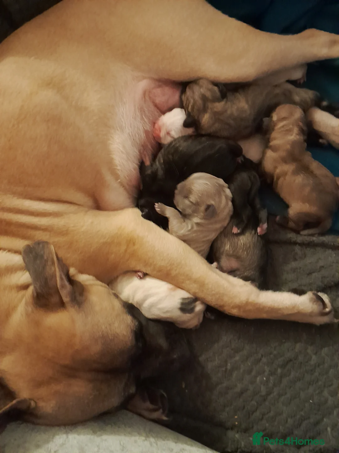 Mixed Breed dogs for sale: Mixed breed - Advert 2