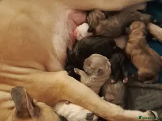 Mixed Breed dogs Mixed breed - Advert 5