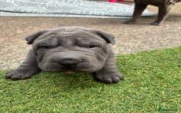 Shar Pei dogs for sale: Shar Pei Puppy 1 - Male Blue Chinese Shar pei  - Image 8