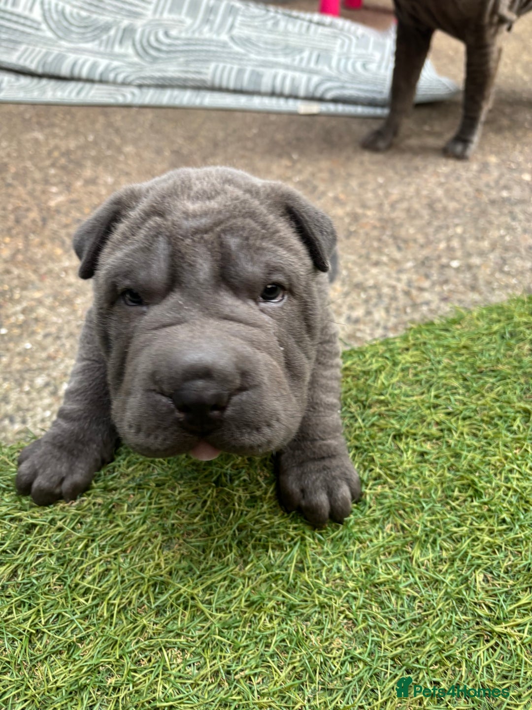 Shar Pei dogs for sale: Shar Pei Puppy 1 - Male Blue Chinese Shar pei  - Image 8