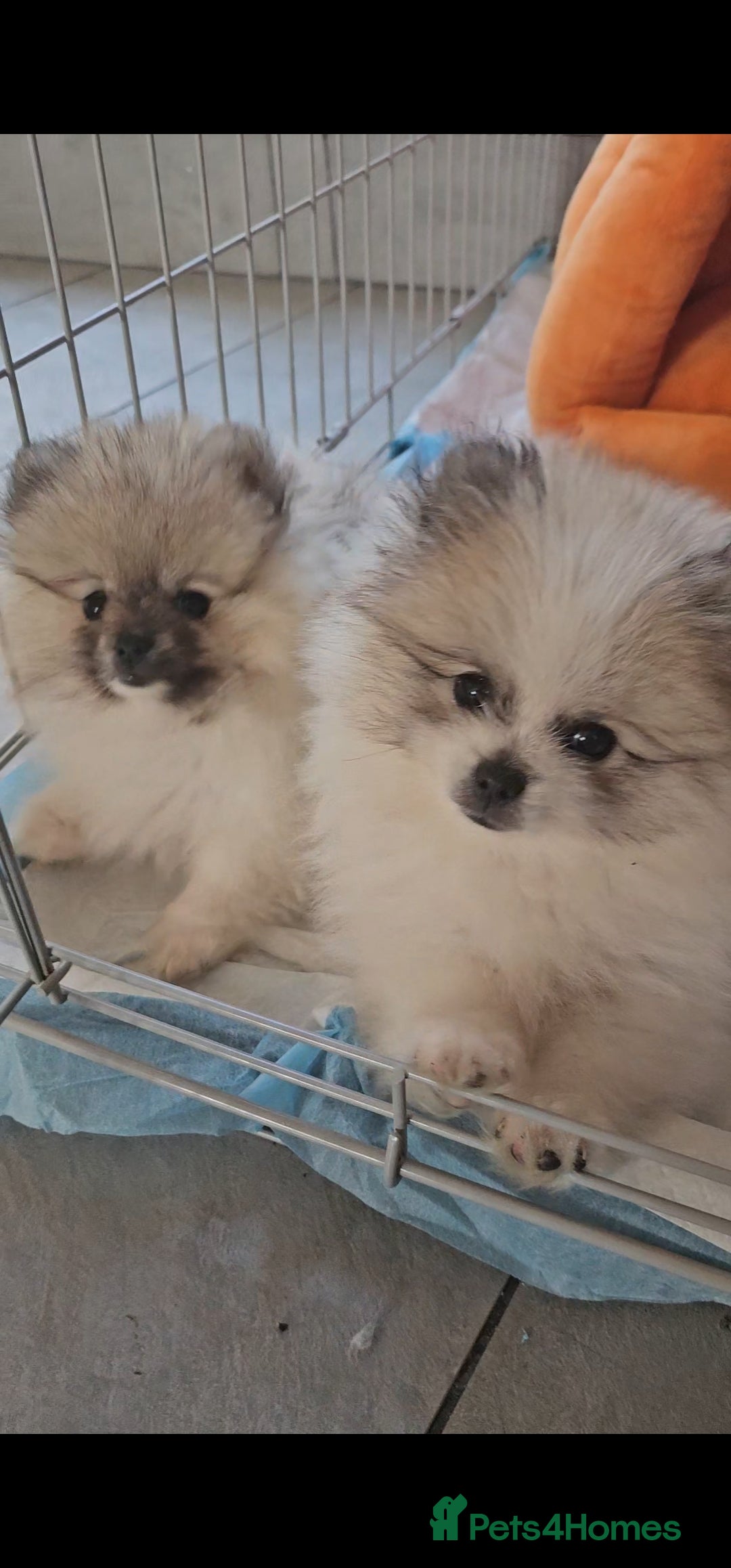 Pomeranian dogs for sale: Hi my name it's Laura - Advert 1