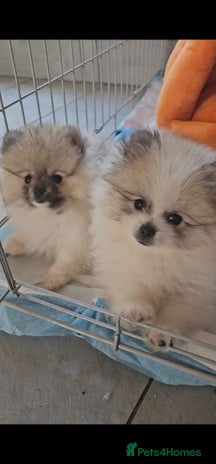 Pomeranian dogs Hi my name it's Laura - Advert 1