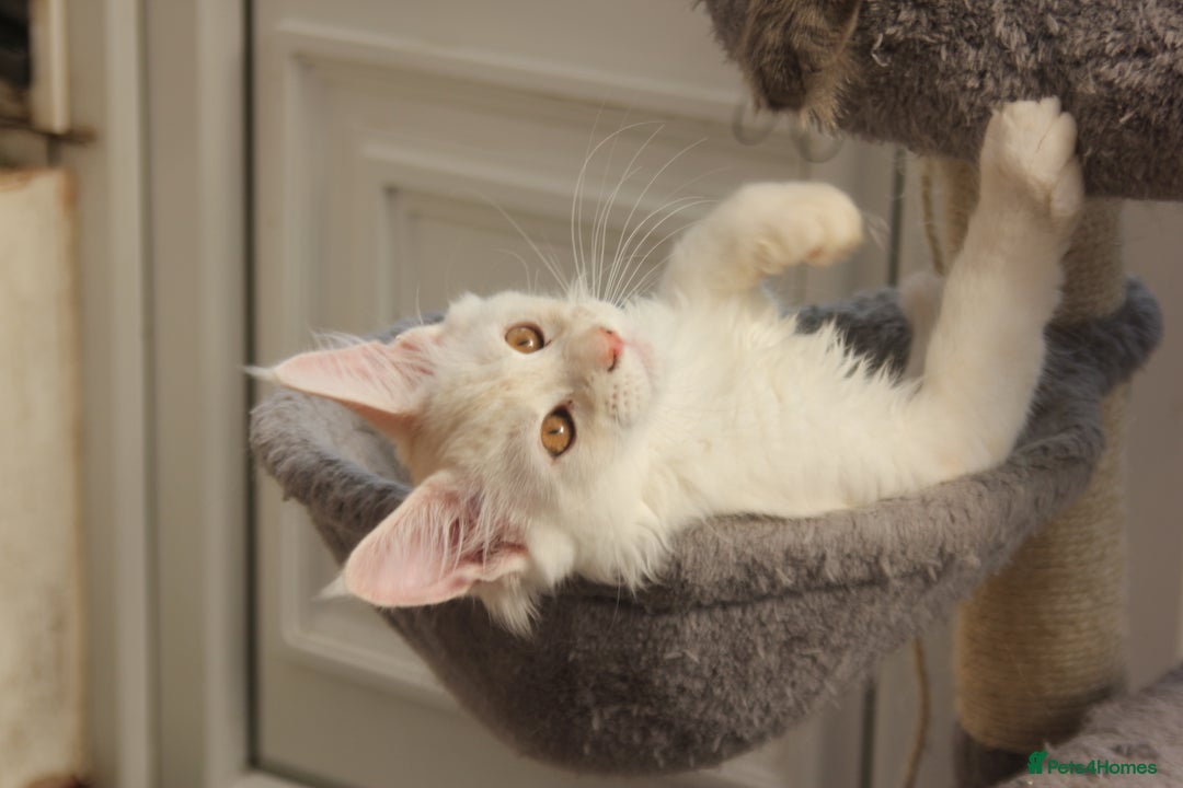 Maine Coon cats for sale: TICA PEDIGREE MAINE COON KITTENS  - Image 11