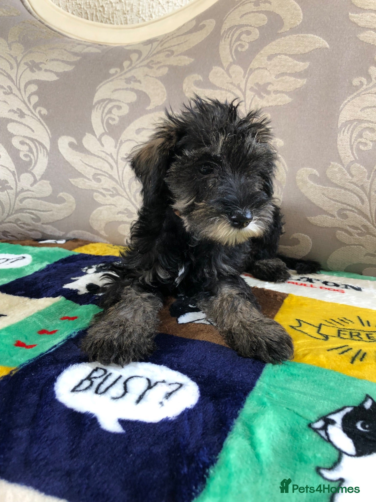Schnoodle dogs 🐾🐶Schnoodles 🐶🐾 - Advert 1