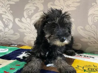 Schnoodle dogs 🐾🐶Schnoodles 🐶🐾 - Advert 1