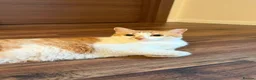 Mixed Breed cats for adoption: Mara - Norwich Norfolk  - Advert 10