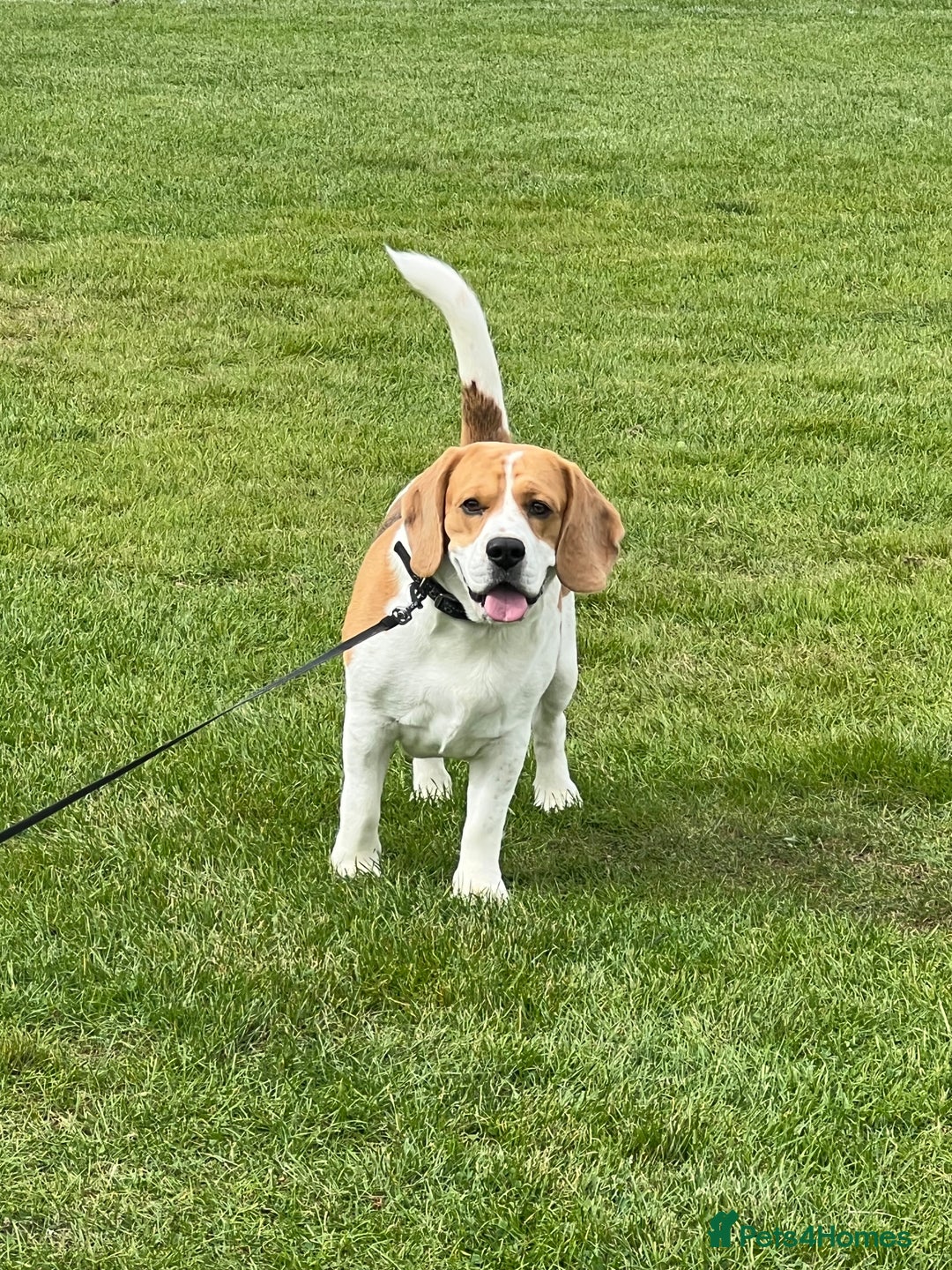 Beagle dogs for stud: KC Registered Beagle for Stud - Advert 10