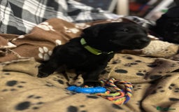 Labrador Retriever dogs for sale: 1 male Labrador puppy - Image 11