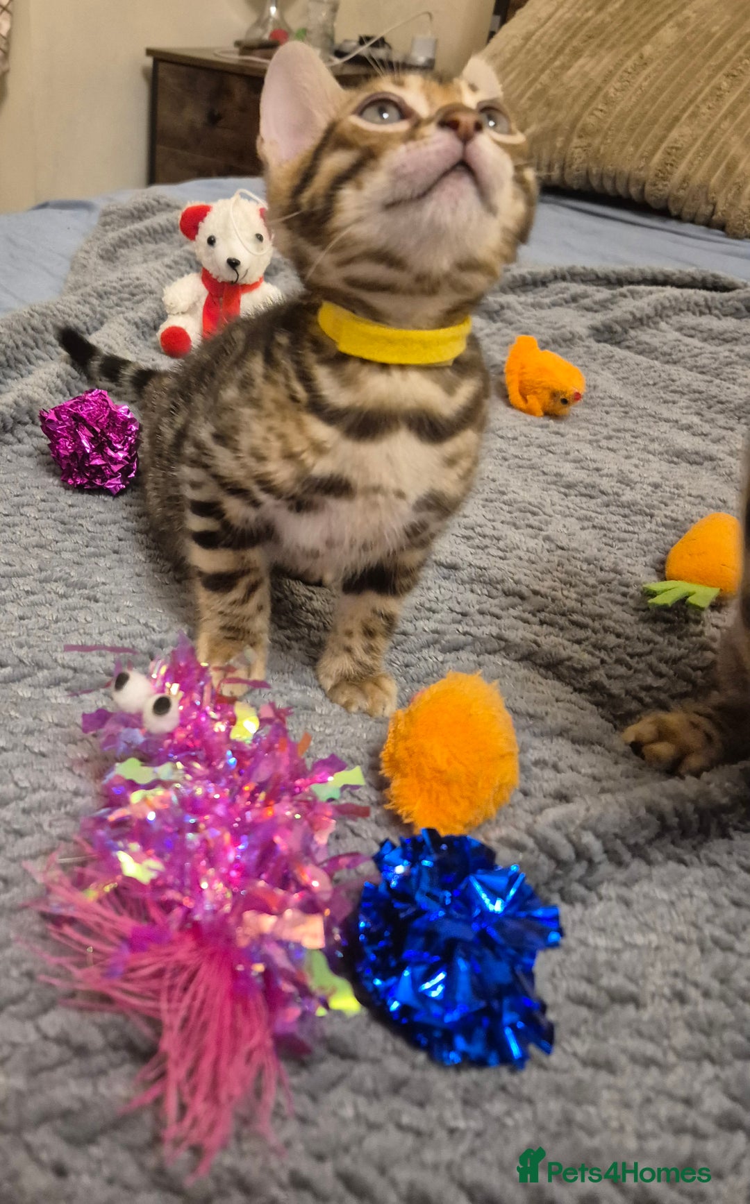 Bengal cats for sale: Bengal Kittens-Reservations Now Open  - Advert 17