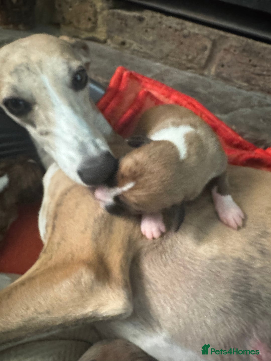 Whippet dogs for sale: Stunning whippets  - Image 11