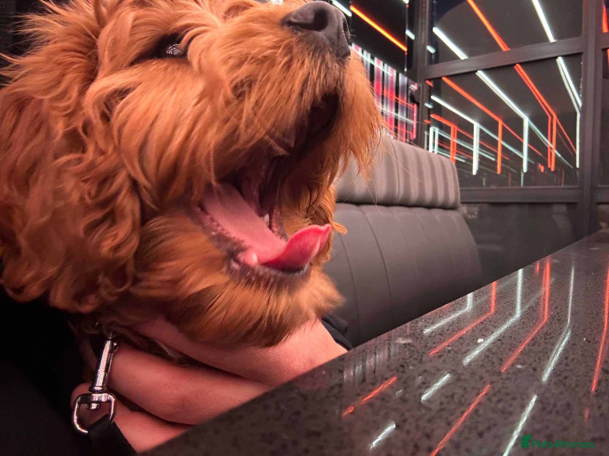 Cavapoo dogs Cavappo puppy for sale - Advert 8