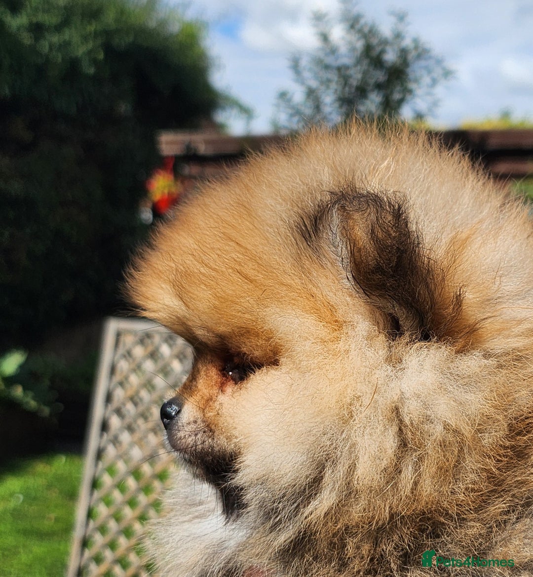 Pomeranian dogs for sale: Beautiful quality pomeranian girl puppies  - Image 1