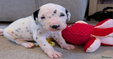 Dalmatian dogs - Advert 2