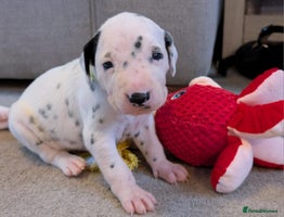 Dalmatian dogs - Advert 2