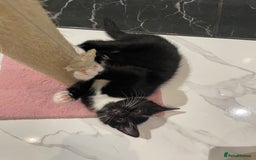 Mixed Breed cats for sale: 2 beautiful girl kittens - Image 5