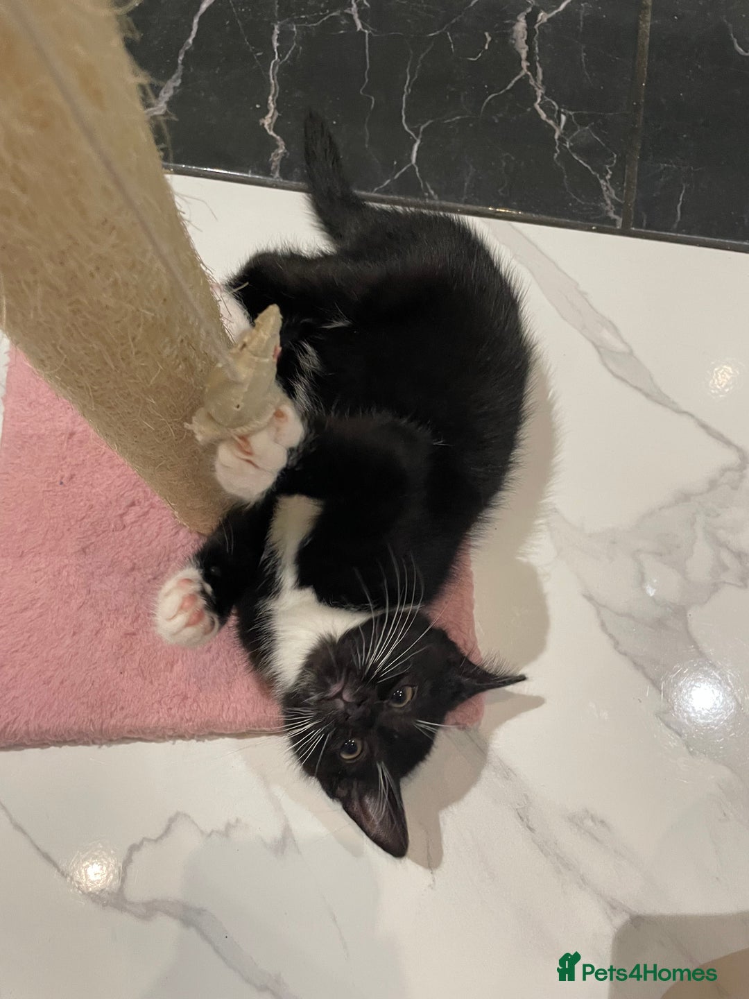 Mixed Breed cats for sale: 2 beautiful girl kittens - Image 5