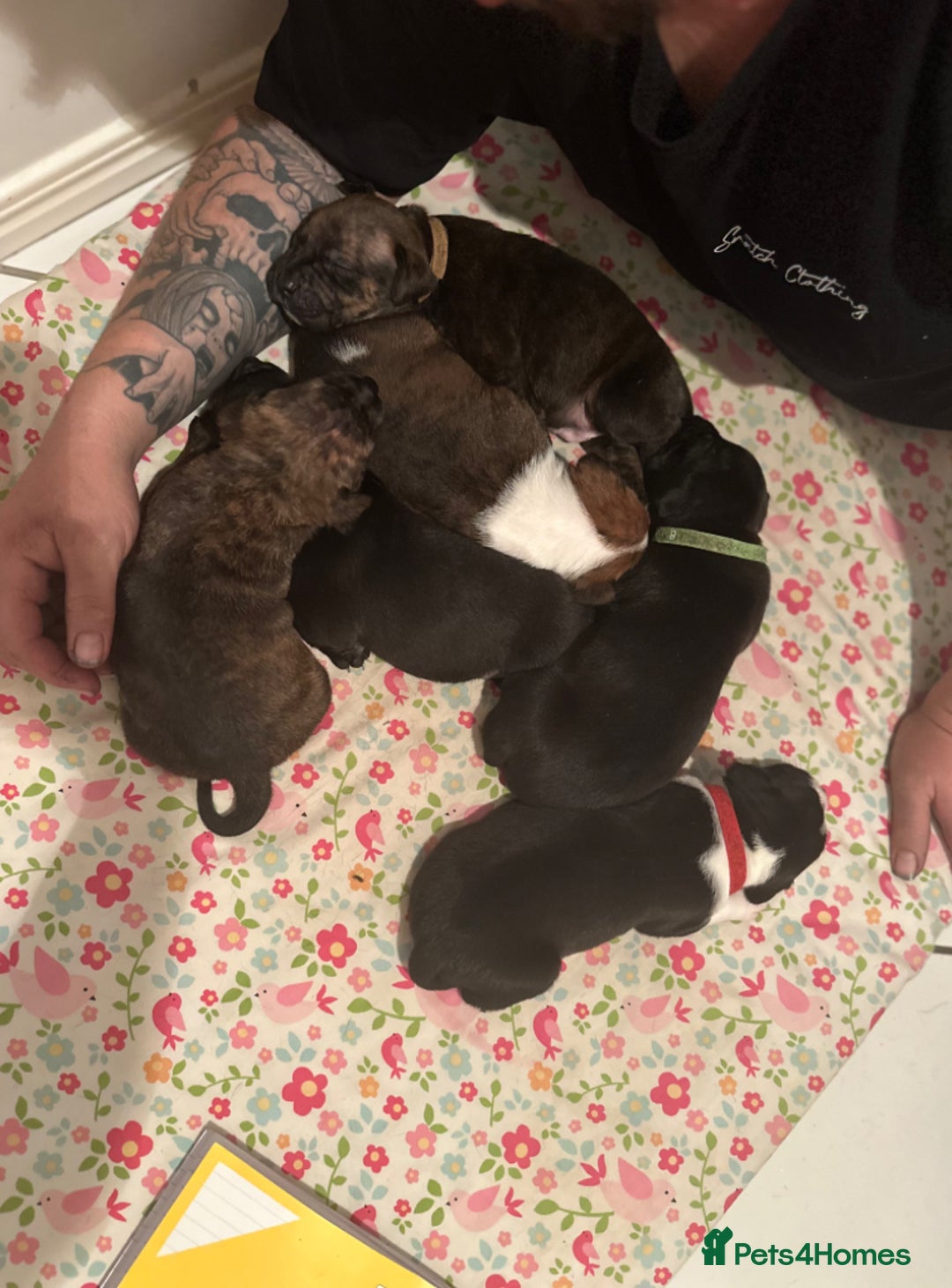 Staffordshire Bull Terrier dogs for sale: Worming Kc Reg %100Pure Staffy Puppies - Advert 7