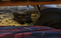 Bombay cats for sale: Black kittens for sale  - Image 4