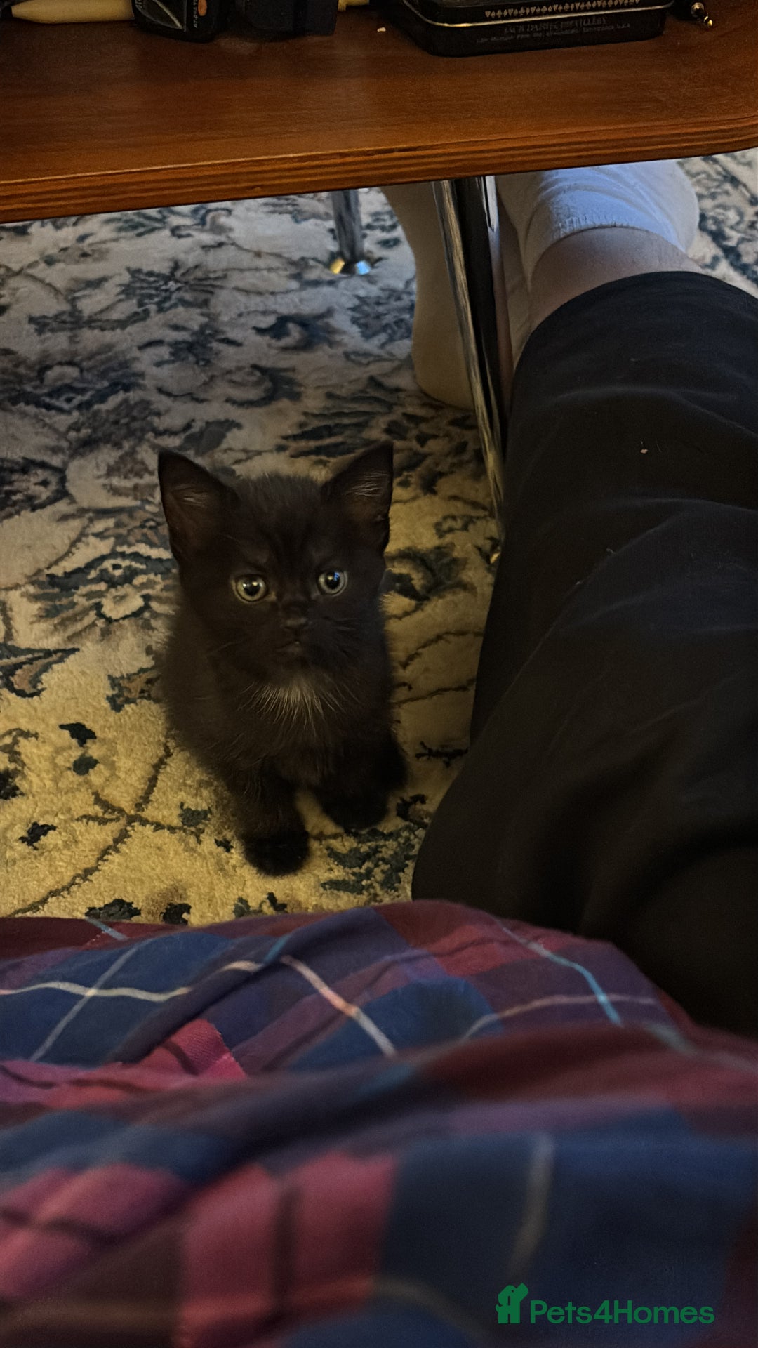 Bombay cats for sale: Black kittens for sale  - Image 4