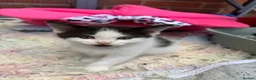 Mixed Breed cats for sale: Beautiful kittens for sale  - Advert 2