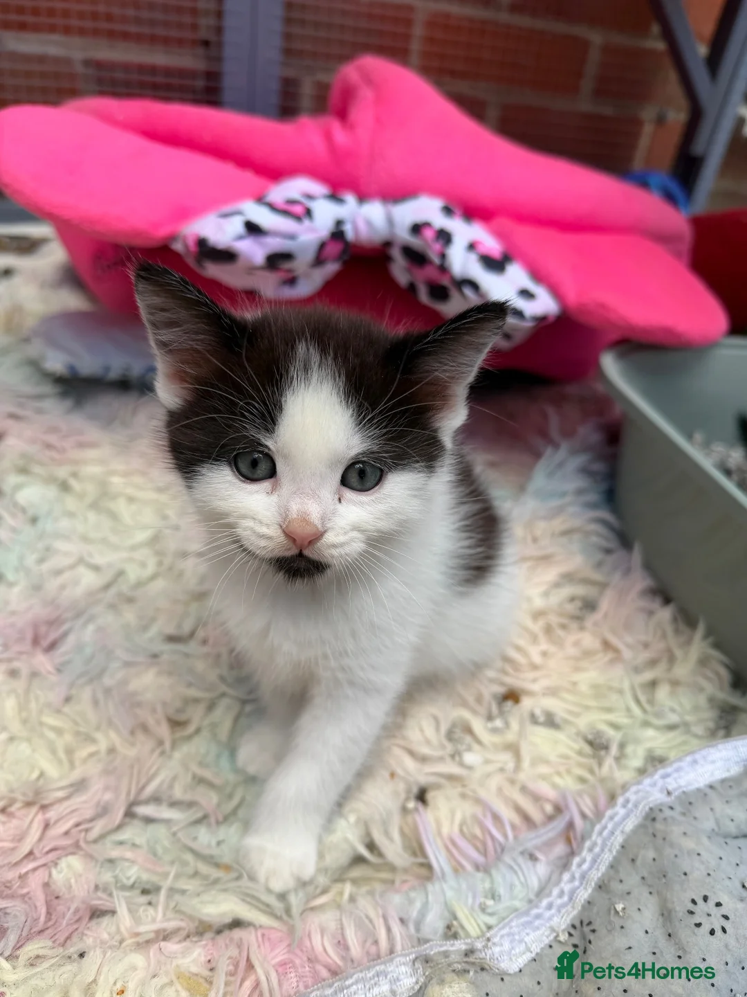 Mixed Breed cats for sale: Beautiful kittens for sale  - Advert 2