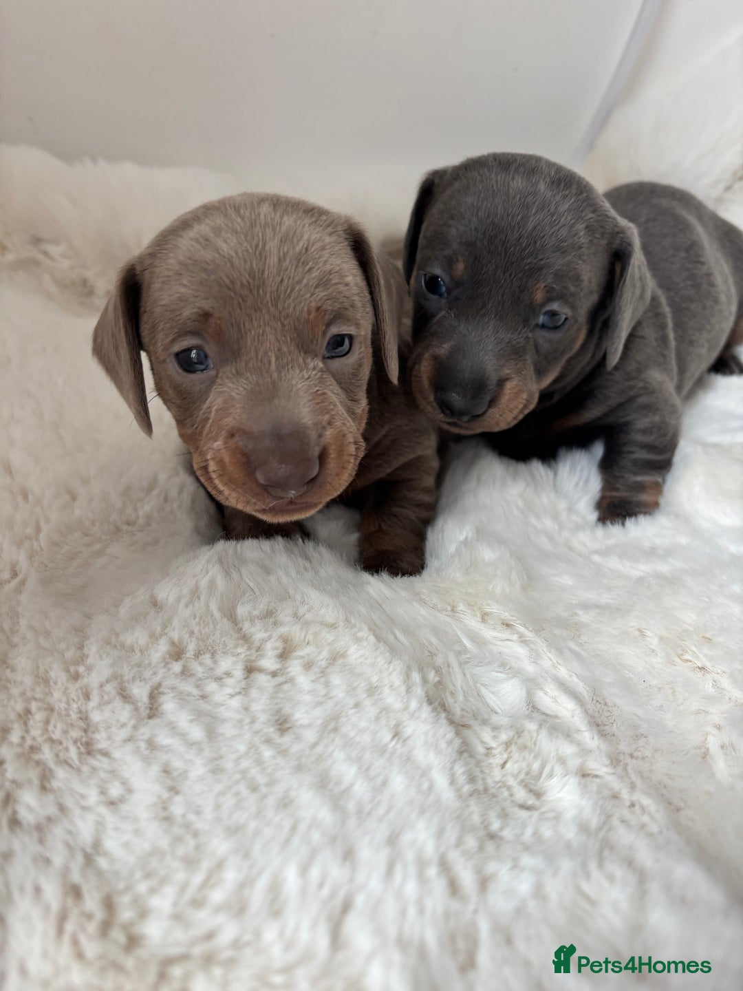 Miniature Dachshund dogs for sale: Miniature Dachshund Puppies  - Image 3