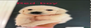 Red boy