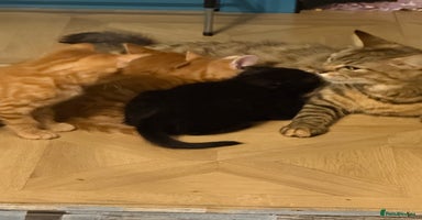 Maine Coon cats - Advert 9