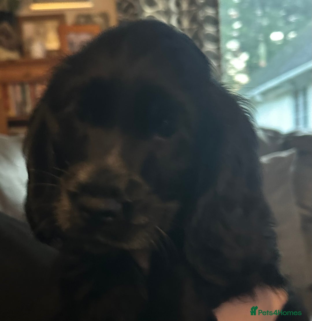 Cocker Spaniel dogs for sale: Show type cocker spaniel - Advert 2