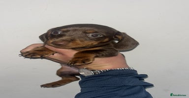 Dachshund dogs - Advert 15
