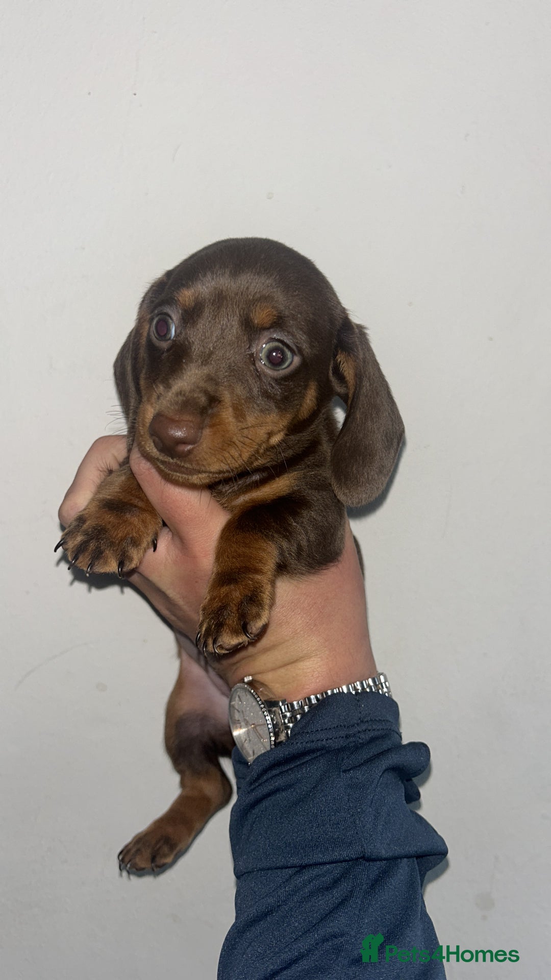 Dachshund dogs for sale: 🐾Dachshund puppies for sale 🐾 - Image 2