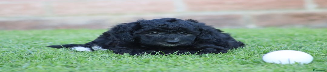 Cavapoochon Puppy 5
