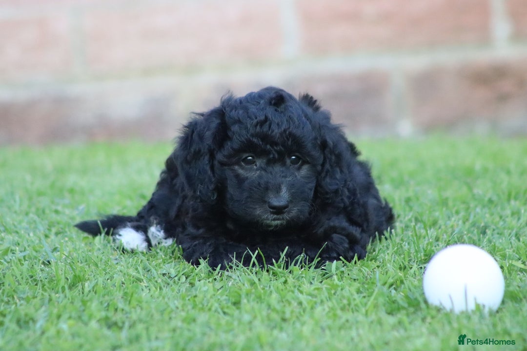 Cavapoochon dogs for sale: Cavapoochon puppies for sale - Image 17