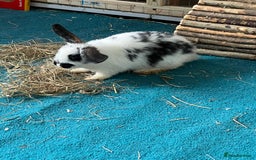 Mixed Breed rabbits for sale: Two rabbits  to a good home male and female  - Image 3
