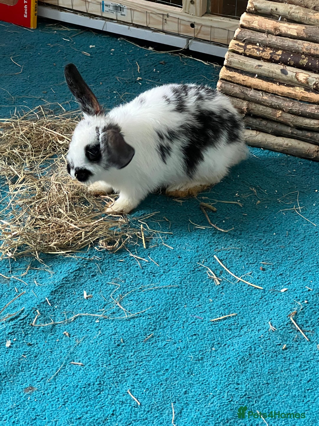 Mixed Breed rabbits for sale: Two rabbits  to a good home male and female  - Image 3