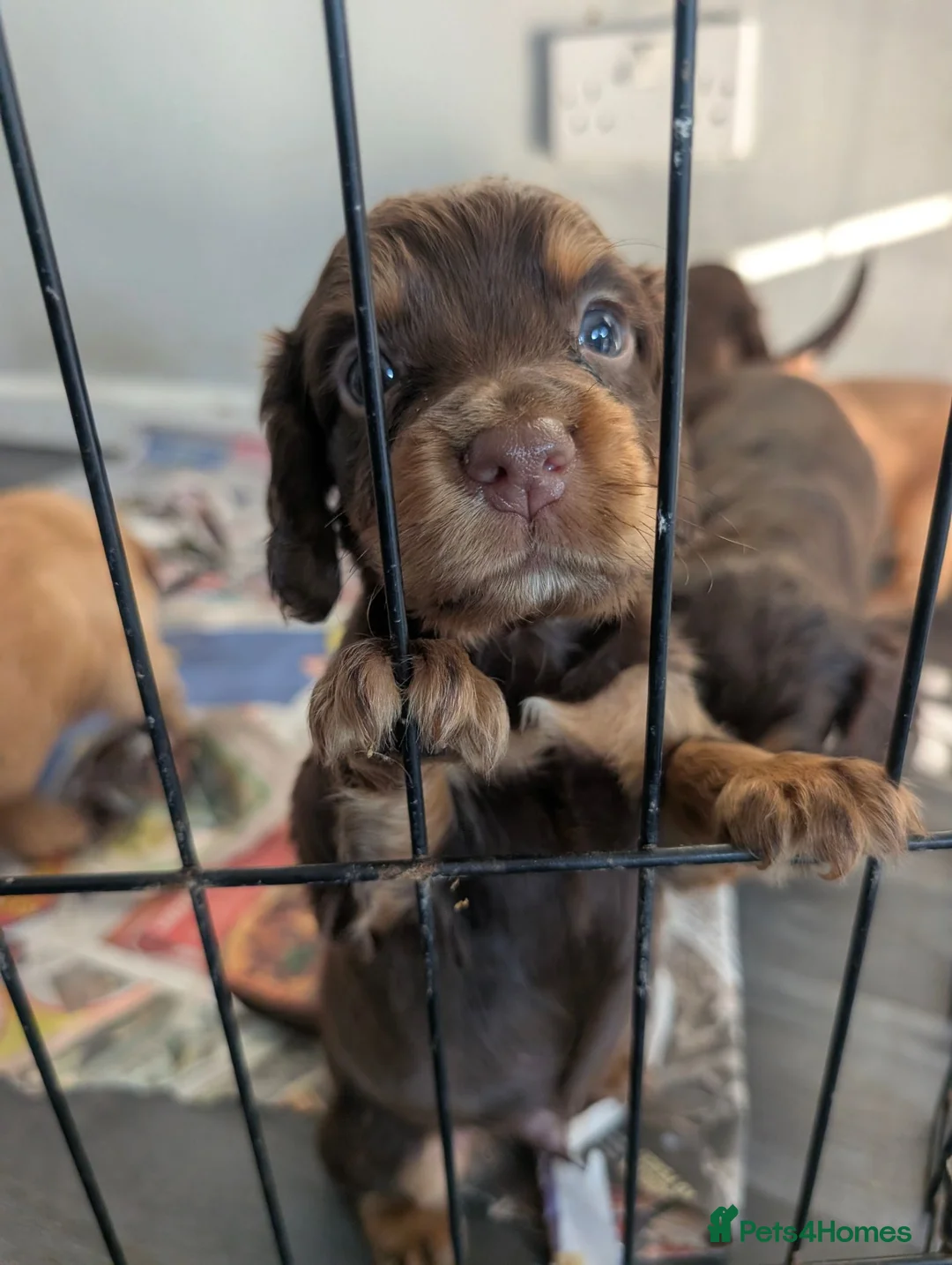 Cocker Spaniel dogs for sale: 4 stunning working cocker spaniel puppies in Merthyr Tydfil - Advert 15