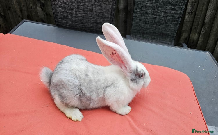 Continental Giant rabbits - Advert 4