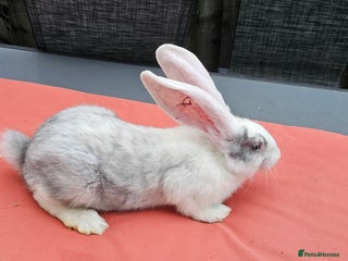 Continental Giant rabbits - Advert 26