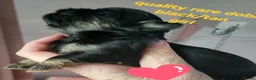 Shih Tzu dogs for sale: Imperial shih tzu  - Advert 7