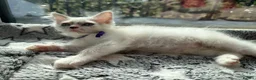 Ragdoll cats for sale: 5 Fluffy PureBred Ragdolls  - Advert 10