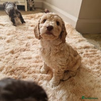 Sproodle dogs - Advert 16