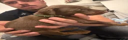 Dobermann dogs for sale: 12 stunning Doberman puppies - Advert 9