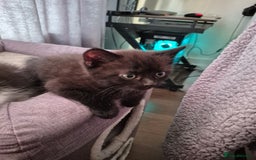 Persian cats for sale: Half persian fluffy kittens - Image 3