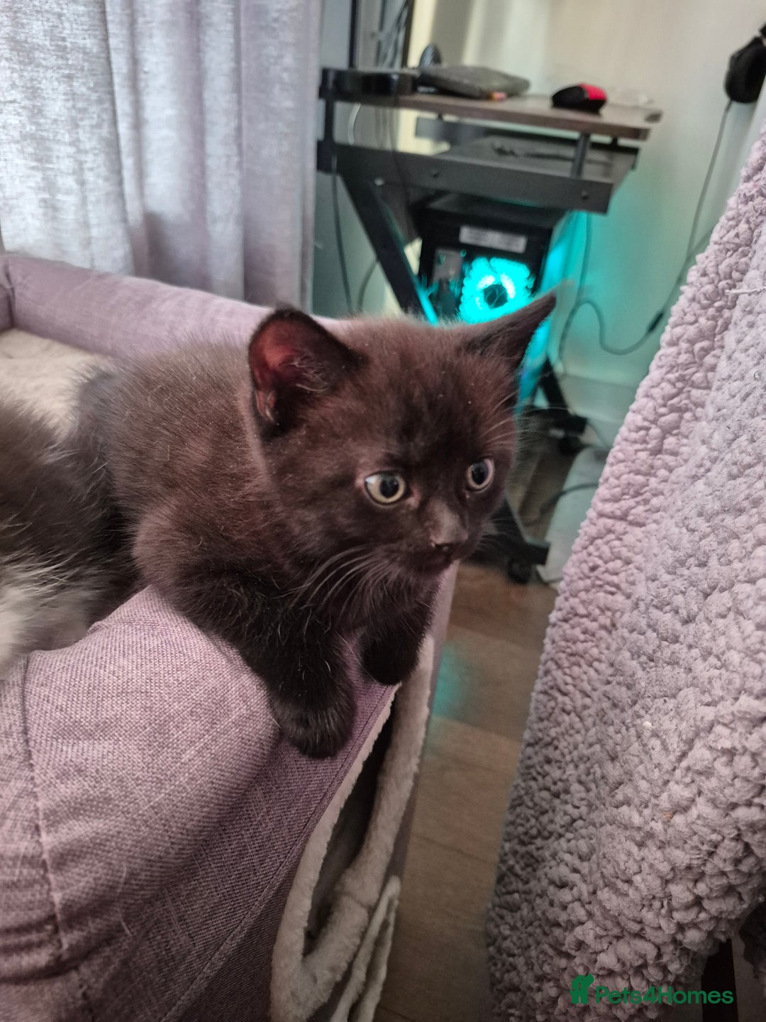 Persian cats for sale: Half persian fluffy kittens - Image 3