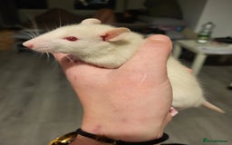 Rat rodents for sale: Mixed baby rats  - Advert 10