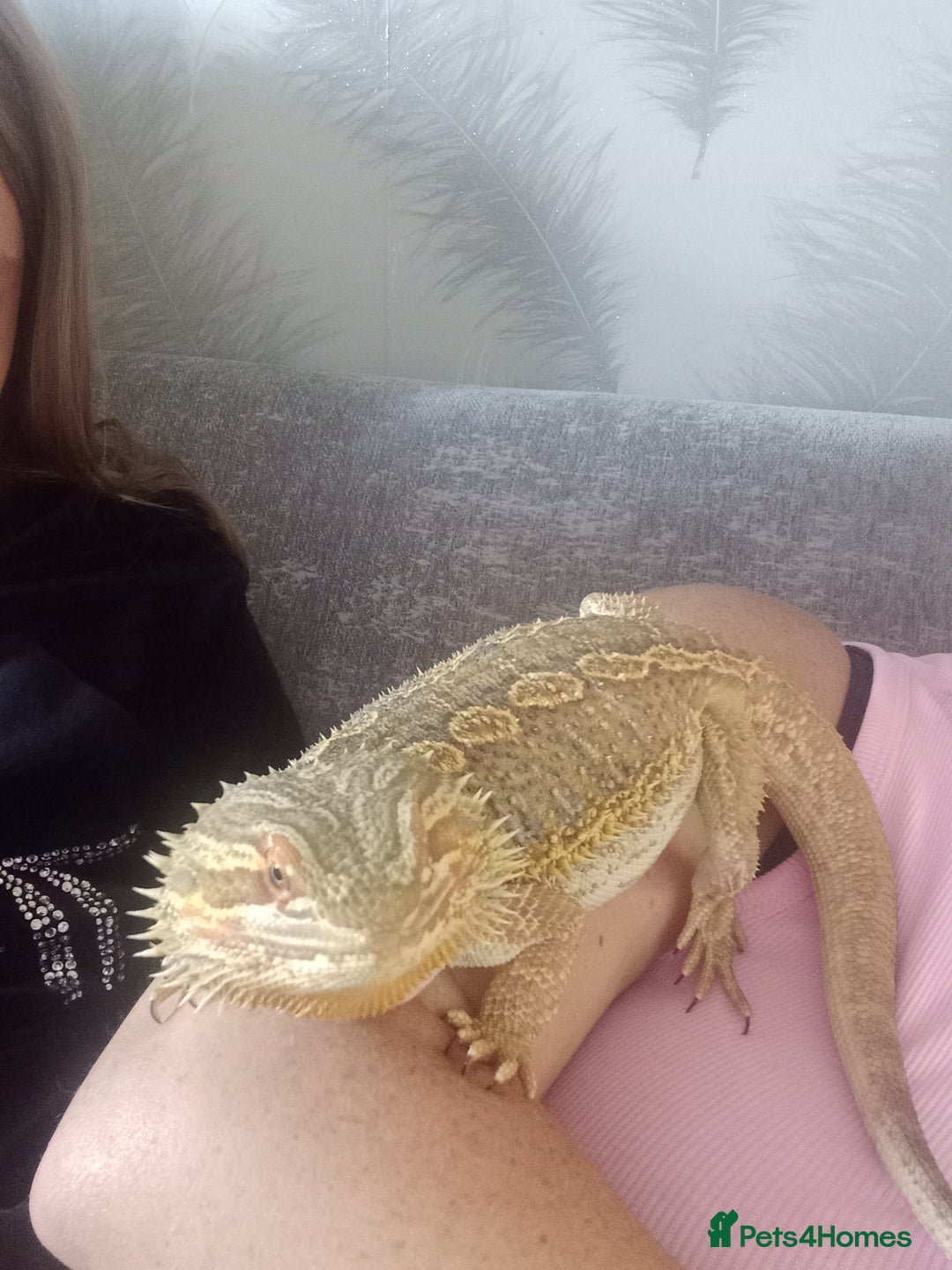 Bearded Dragon reptiles for sale: Male Bearded dragon and enclosure. - Image 7