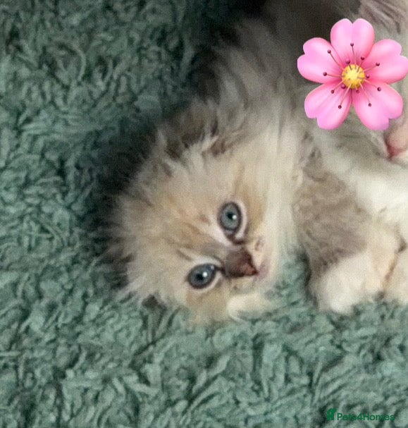 Mixed Breed cats Ragdoll X female  - Advert 2