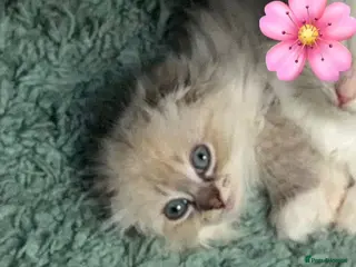 Mixed Breed cats Ragdoll X female - Advert 2