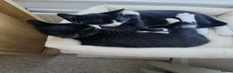 Domestic Shorthair cats for sale: Two domestic shorthair kittens, 5 months old. - Advert 4